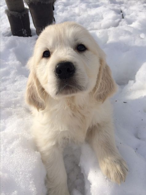 English Cream Golden Retriever, Cream Golden Retriever, English Cream, The Snow, Golden Retriever, Cream, White