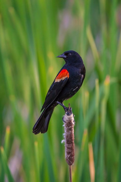 Red-winged Blackbird Red Winged Blackbird, Blackbird Art, Red Wing Blackbird, Black Bird Tattoo, Quails, American Animals, Airbrush Art, Backyard Birds, All Birds