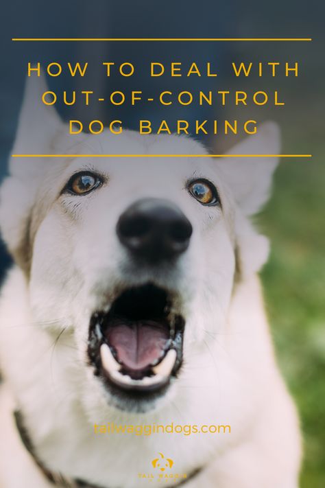 Stop Puppy Barking, Barking At Your Dog, How To Train Your Dog Not To Bark, How To Stop My Dog From Barking, My Dog Forgot How To Bark, Teddy Boy, Stop Dog Barking, Dog Brain, Group Of Dogs