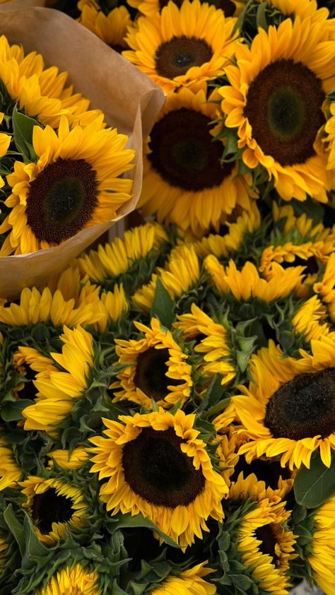 Sunflower Iphone Wallpaper, Pearl Wallpaper, Sunflower Arrangements, Sunflowers And Daisies, Sun Flowers, Autumn Magic, Sunflower Wallpaper, Lifestyle Blogs, Nothing But Flowers