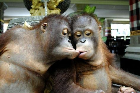 Funny Monkeys, Cute Monkey Pictures, Two Monkeys, Monkey Pictures, Monkeys Funny, Cute Monkey, Primates, Palm Oil, Kiss Me