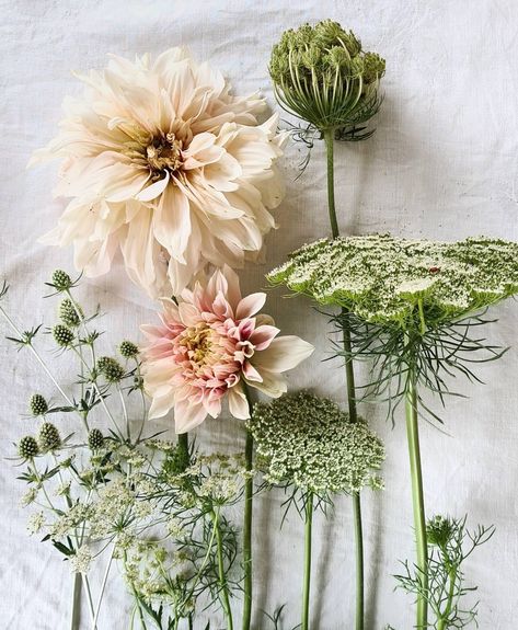 Colleen Southwell | Well hello Cafe au Lait, you lovely thing. This year I planted a tuber of this sublime Dahlia for the first time, and this week she's… | Instagram Dahlia Cafe Au Lait Bouquet, Cafe Au Lait Dahlia Bouquet, Dahlia Wedding Flowers, Daliah Flower, Hello Cafe, Matilija Poppy, Dahlia Flower Arrangements, Cafe Au Lait Dahlias, Ammi Majus