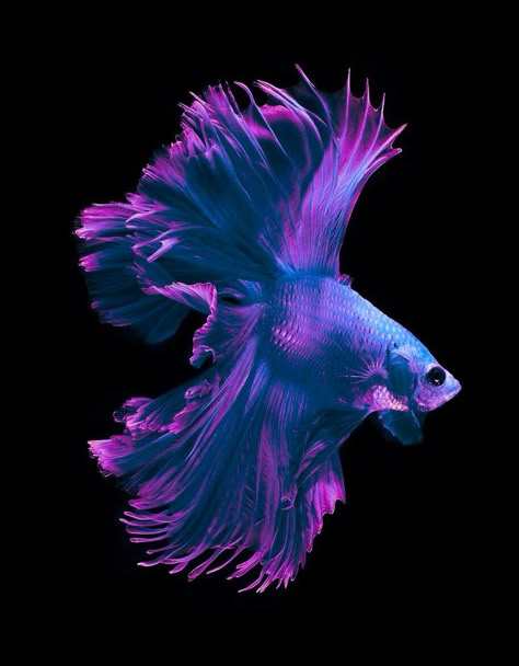 Blue Violet Betta fish Ikan Air Tawar, Betta Fish Types, Pretty Fish, Beta Fish, Carpe Koi, Cool Fish, Fish Illustration, Beautiful Sea Creatures, Fish Wallpaper