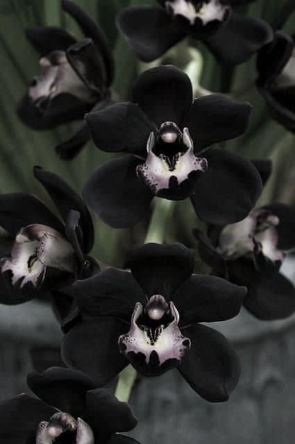 Black Orchid Aesthetic, Dark Garden Aesthetic, Black Flowers Aesthetic, Goth Plants, Aesthetic Fragrance, Goth Flowers, Dark Plant, Nature Goth, Dark Plants