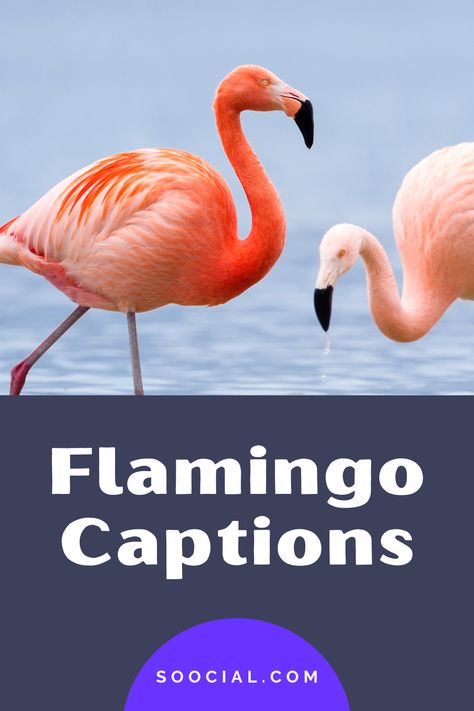 Funny Flamingo Pictures, Flamingo Quotes Funny, Funny Flamingo Sayings, Flamingo Quotes Inspiration, Flamingo Sayings, Flamingo Puns, Flamingo Quotes, Lake Captions, Flamingos Quote