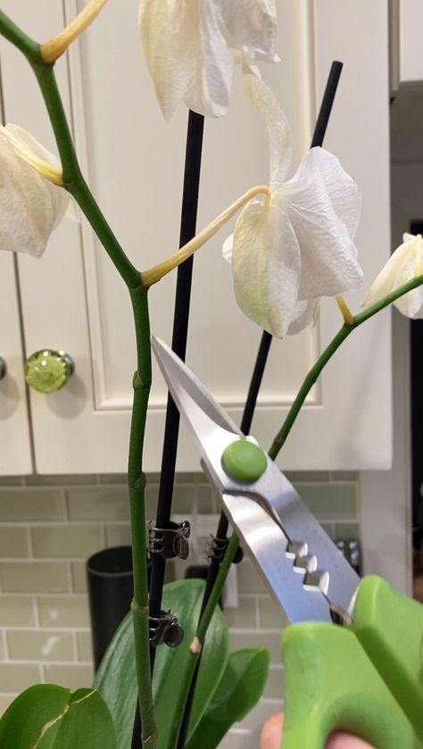 How To Make My Orchid Bloom Again, Care Of Orchids How To Take, Taking Care Of Orchids How To, How To Root An Orchid, What To Do When Orchid Flowers Fall Off, How To Replant An Orchid, Orchid Care In Water, Orchid Garden Ideas Outdoor, Care For Orchids After Blooming