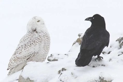 Snow Owl, Crows Ravens, Pretty Animals, Snowy Owl, Silly Animals, Doja Cat, Spirit Animal, Beautiful Creatures, Animal Photography