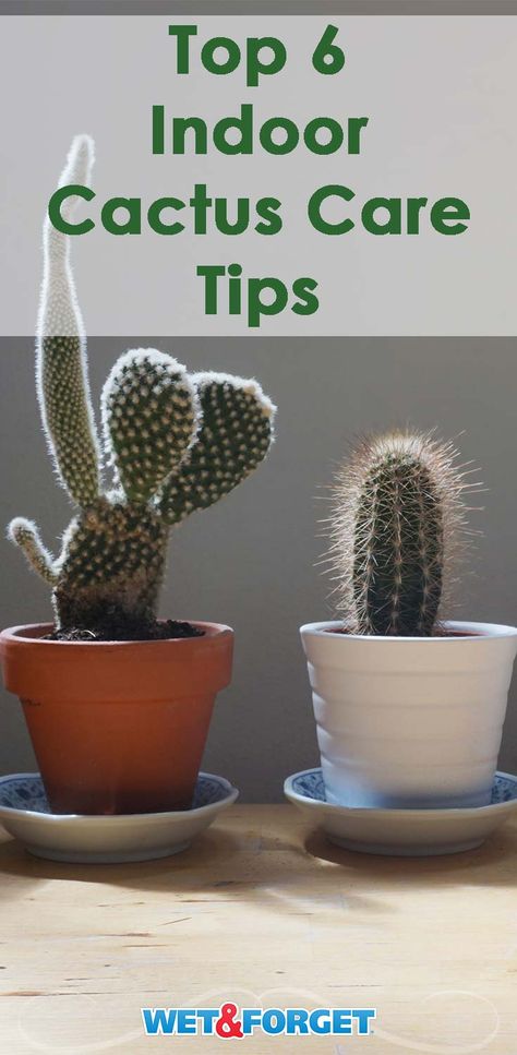 Ask Wet & Forget The Stickler's Guide to Growing a Cactus Indoors | Ask Wet & Forget Cactus Indoors, Types Of Cactus Plants, Indoor Cactus Plants, Small Cactus Plants, Kinds Of Cactus, How To Grow Cactus, Christmas Cactus Plant, Cactus House Plants, Indoor Cactus