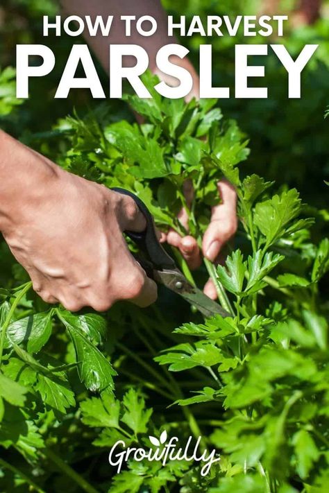 How to Harvest Parsley Harvest Parsley, Preserve Fresh Herbs, Growing Parsley, Parsley Plant, Parsley Recipes, Growing Cilantro, Biennial Plants, Harvesting Herbs, Garden Harvest