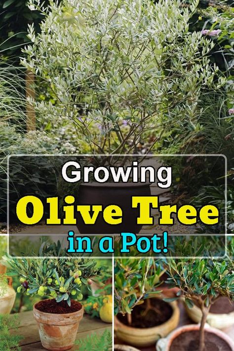 Olive Tree Container, Olive Trees Outdoor, Potted Olive Tree Patio, Olive Tree In Front Of House, Patio Olive Tree, Outdoor Olive Tree In Pot, Pruning Olive Trees In Pots, Olive Tree In Planter Outdoor, Mini Olive Tree