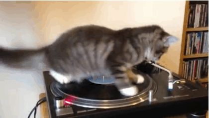 Spinning Cat animals cat animal gifs kitten gif funny animals animal gifs Astrud Gilberto, Best Cat Gifs, Awkward Situations, Cat Brain, Dogs Funny, Angry Cat, Funny Cat Videos, Funny Animal Pictures, Cats Dogs