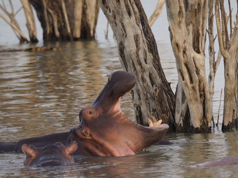 https://flic.kr/p/Wh7YZq | Lake Baringo, Kenya Lake Baringo Kenya, Hippopotamus, Nature Animals, Kenya, Lake, Animals, Nature