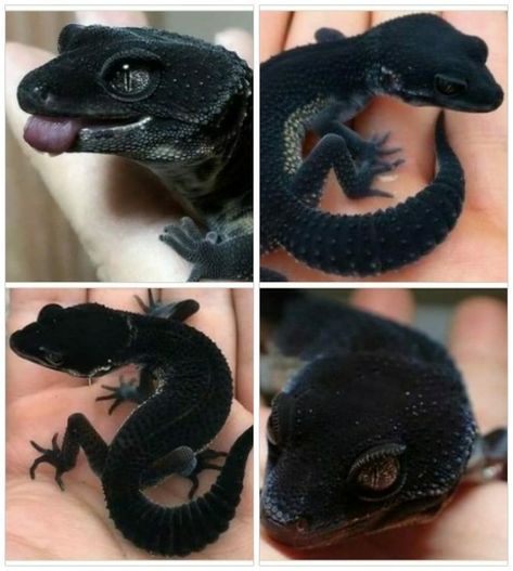 Black Night Leopard Gecko, Leopard Gecko Black, Black Gecko, Pet Gecko, Leopard Gecko Cute, Funny Animal Pics, Gecko Habitat, Funny Animal Art, Cute Gecko