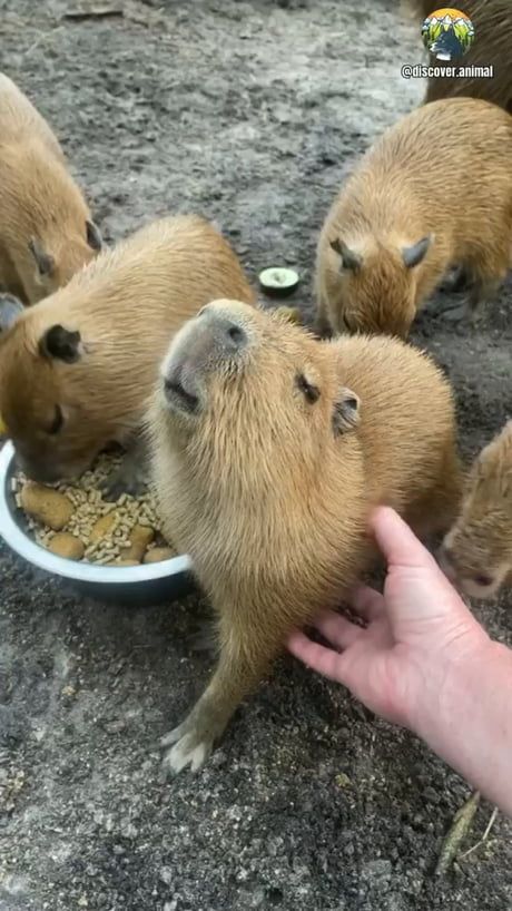 Happy Capybara, Capybara Aesthetic, Capybara Pet, Baby Capybara, Cute Critters, Silly Animals, Cute Wild Animals, Funny Animal Memes, Little Animals