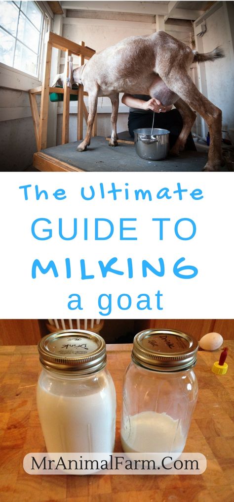 Goat Toys, Keeping Goats, Goat Milking, Homesteading Animals, Goat Milk Recipes, Goat Care, Raising Goats, Goat Meat, Dairy Goats