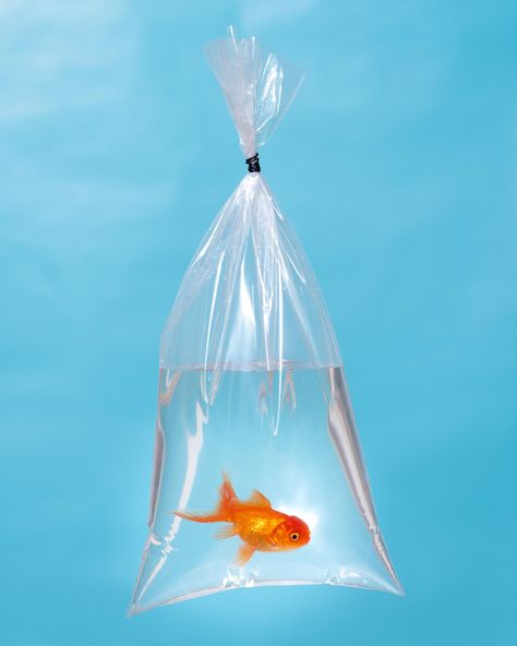 Goldfish In A Bag, Surrealism Fashion, Observational Drawing, Sculpture Projects, Logo Design Art, Plastic Art, Fish In A Bag, Pet Fish, Resin Flowers