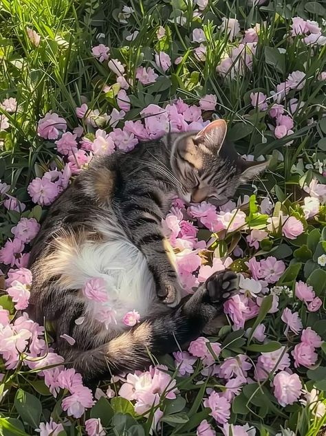 Gatto Carino, Söt Katt, Cute Cats Photos, Pretty Animals, Silly Animals, Cat Sleeping, Cat Aesthetic, Silly Cats, Cute Creatures