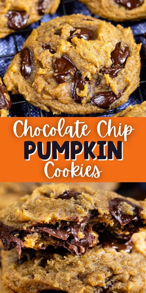 Easy Pumpkin Chocolate Chip Cookies are full of pumpkin and spices - they taste like a bite of fall! This easy cookie recipe is FULL of chocolate chips and freezes well! Pumpkin Cookies Healthy, Cookies Pumpkin, Pumpkin Cookie Recipe, Pumpkin Recipes Easy, Cookies Healthy, Pumpkin Chocolate Chip Cookies, Pumpkin Chocolate Chip, Choc Chip Cookies, Everything Pumpkin