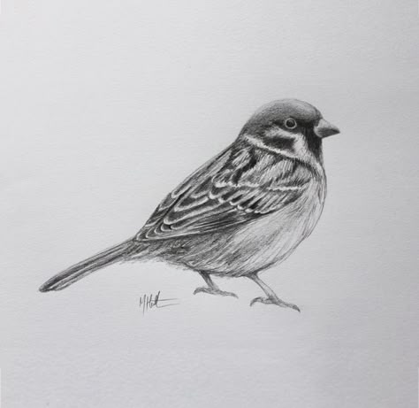 Drawing of a sparrow for Ella by me, Max Hamilton. Sparrow Bird Drawing, Max Hamilton, Sparrow Drawing, Bird Sketch, Bird Drawing, Sparrow Bird, Animal Sketches, Bird Drawings, Bird Illustration