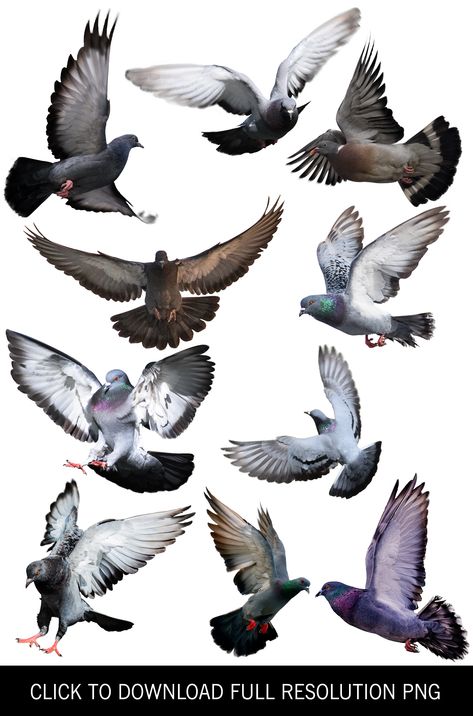 Pigeon Anatomy Drawing, Pigeons In Flight, Pigeon Flying Drawing, Flying Pigeon Tattoo, Pigeon In Flight, Pegion Bird Flying, Pigeon Drawing Reference, Bird Flying Reference, Pigeon Reference