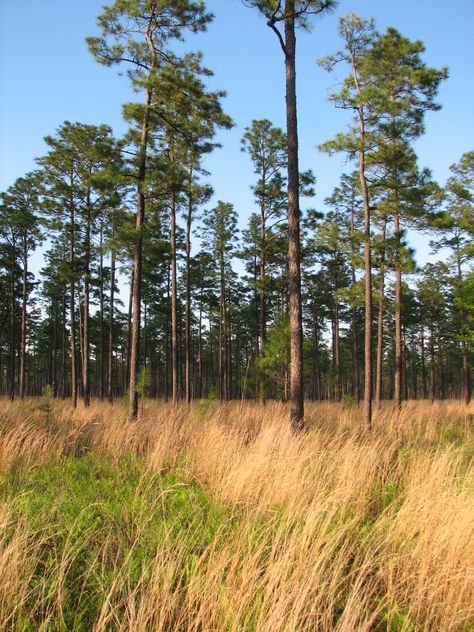 Florida Drawing, Long Leaf Pine, Pine Tattoo, Florida Cracker, Longleaf Pine, Florida Trail, Cracker House, Conifers Garden, Florida Landscape