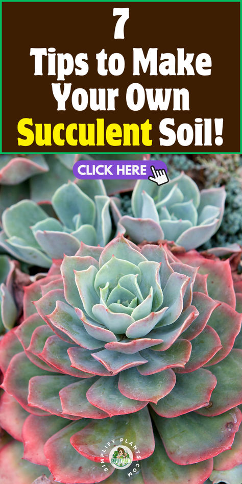 "Discover how to create the perfect succulent soil with our 7 tips! Whether 
you're an indoor houseplant enthusiast or just starting your gardening 
journey, these expert suggestions will help you craft the ideal mix for 
your indoor houseplants. Learn about the best ingredients, drainage 
techniques, and pH balance to ensure your succulents thrive. Transform your 
indoor houseplant collection with customized soil that promotes healthy 
growth and vibrant colors!" Succulent Care Indoor, Best Soil For Succulents, Soil Mixture, Houseplant Collection, Succulent Soil, How To Craft, Houseplants Indoor, Succulents Indoor, Succulent Care