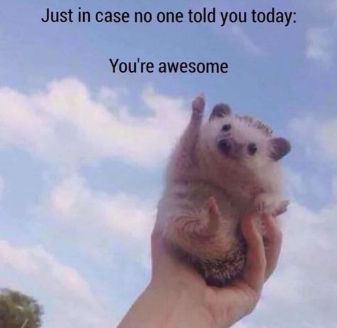 You are all awesome Cute Cat Messages, Cat Messages, Levi Memes, Hedgehog Meme, Uplifting Memes, Frogs And Mushrooms, Chat Memes, Funny Wholesome, Cops Humor