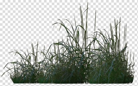 Grass Transparent Background, Swamp Background, Tree Rendering, Swamp Plants, Swamp Trees, Grass Png, Trees Top View, Rainforest Trees, Grass Tree