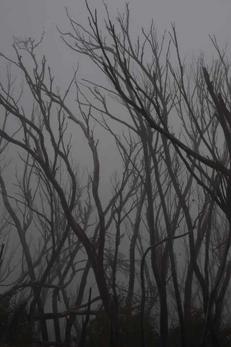 haunted forest dead trees spooky Spooky Woods Aesthetic, Haunted Forest Art, Haunted Woods Aesthetic, Haunted Forest Aesthetic, Spooky Forest Aesthetic, Destroyed Forest, Haunted Aesthetic, Scary Trees, Haunting Aesthetic