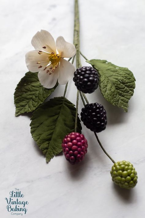 Blackberry Reference, Blackberry Branch, Blackberry Flower, Blackberry Blossom, Blackberry Plant, Botanical Photos, Blackberry Leaves, Sugar Flowers Tutorial, Chocolate Cosmos