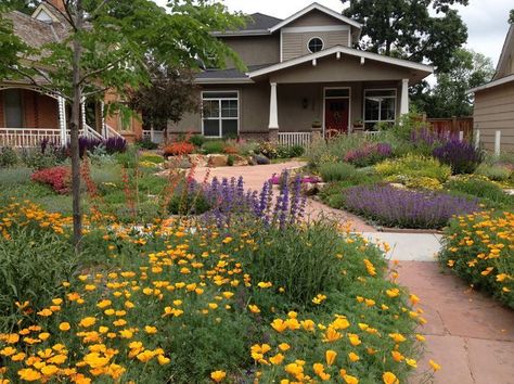 This gorgeous drought-tolerant front lawn was created from scratch by customer Mary R. of Fort Collins, Colorado. Read her how-to suggestions to create a colorful, water-thrifty garden buzzing with bees, butterflies and hummingbirds. Succulent Landscaping Front Yard, Xeriscape Front Yard, Xeriscape Landscaping, High Country Gardens, Drought Tolerant Garden, Drought Tolerant Landscape, Succulent Landscaping, Garden Wallpaper, Garden Shrubs