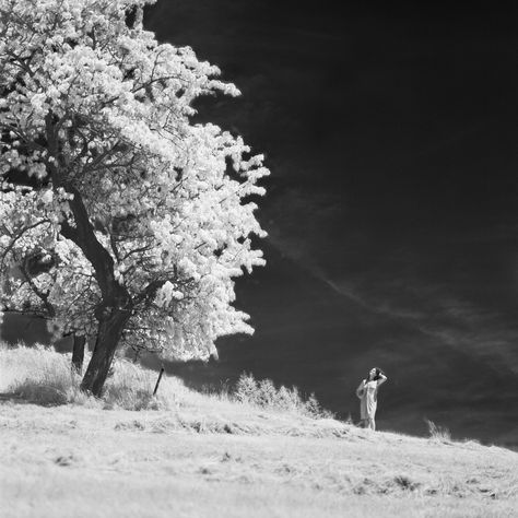 Infrared Photography Landscapes, Infrared Film Photography, Infrared Photography Black And White, Hasselblad Photography, Photography Lookbook, Song Covers, Infrared Photography, Vampire Weekend, Camera Obscura