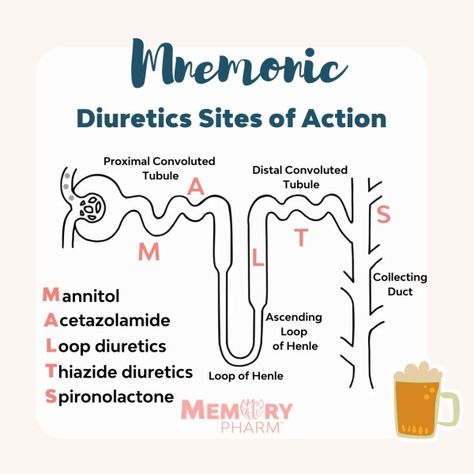 Pharmacy Facts, Pharmacy School Study, Loop Of Henle, Nursing School Studying Cheat Sheets, Medical Mnemonics, Nursing School Essential, Medical School Life, Nursing School Motivation, Nurse Study Notes