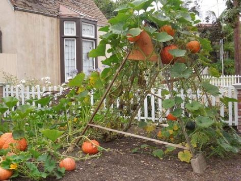 Pumpkin Teepee, Trellis Pumpkins, Pumpkin Trellis Ideas, Pumpkin Garden Ideas, Pea Teepee, Pumpkin Trellis, Teepee Trellis, Fall Flowers Garden, Trellis Ideas