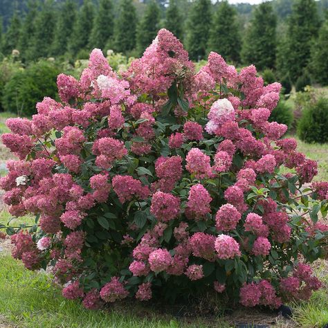 BORDINES Plant | Hydrangea, Peegee, Fire Light™ Hydrangea Paniculata Pinky Winky, Hydrangea Paniculata Grandiflora, Hydrangea Picture, Hardy Hydrangea, Pruning Hydrangeas, Hydrangea Tree, Hydrangea Petiolaris, Hydrangea Shrub, Hydrangea Varieties