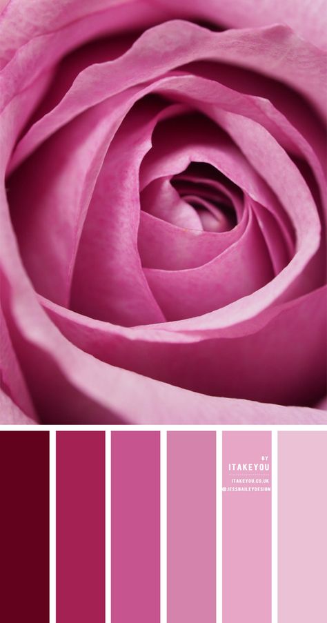 Combination With Pink Colour, Onion Pink Colour Palette, Pink Purple Colour Palette, Types Of Pink Shades, Shades Of Pink Color Palettes, Combination For Pink, Combinations With Pink, Pink Purple Color Palette, Pink Colour Combinations