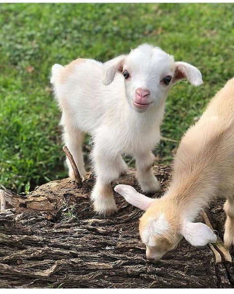 Cute little goat. Cele Mai Drăguțe Animale, Desen Realist, Barn Animals, Baby Goat, Cute Goats, Baby Animals Pictures, Baby Animals Funny, Fluffy Animals, Cute Animal Photos