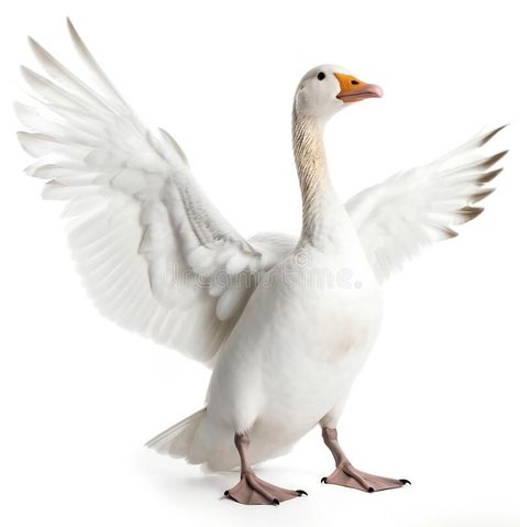 A beautiful, white goose spread its wings wide. The goose flaps its wings. Isolated on a transparent background. stock photos Nature, Logos, Goose Photo, Goose Illustration, Dibujos Ideas, Open Wings, Water Birds, Duck Bird, Wings Drawing