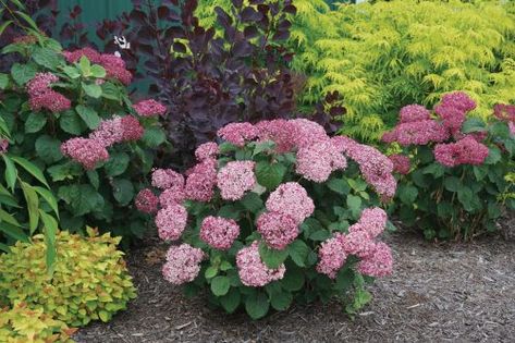 Pruning Hydrangeas, Annabelle Hydrangea, Hydrangea Landscaping, Large Hydrangea, Big Leaf Hydrangea, Hydrangea Shrub, Bigleaf Hydrangea, Types Of Hydrangeas, Smooth Hydrangea