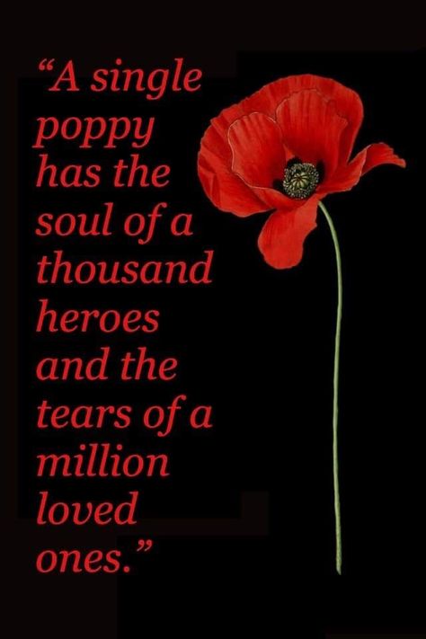 Poppy remembrance Remembrance Day Images, Remembrance Day Photos, Remembrance Day Poems, Remembrance Day Pictures, Remembrance Day Quotes, Memorial Day Poppies, Remembrance Day Posters, Remembrance Day Art, Veterans Day Quotes