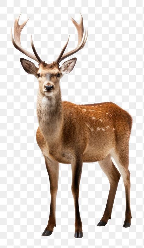 Photoshopped Animals, Animal Eating, Deer Png, Deer Pictures, Animal Png, Pretty Animals, Digital Scrapbook, Antlers, Free Image