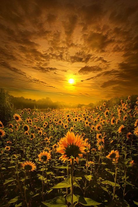 Earth Photography, Sunflower Photography, Sun Aesthetic, Sunflower Pictures, Image Nature, Sunflower Wallpaper, Sunflower Field, Destination Voyage, Sunflower Fields