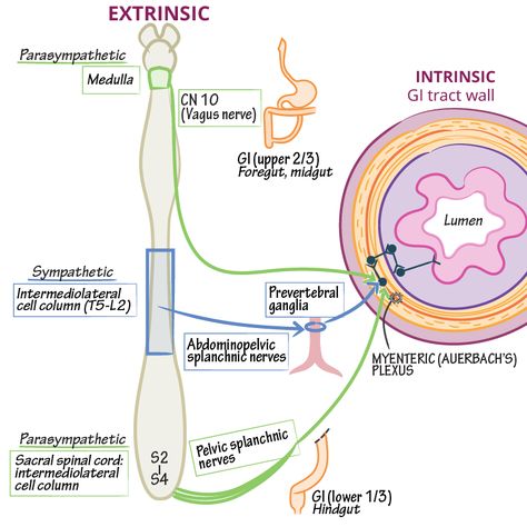 Neural Control of GI Motility (& Drug Correlations) Medical Diagrams, Physician Assistant School, Enteric Nervous System, Study Essentials, Gi Tract, Medical School Studying, Autonomic Nervous System, Vagus Nerve, Medical Studies