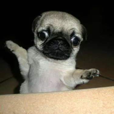 Funny Pugs, Pug Pictures, Pug Puppies, Pugs Funny, Funny Dog Pictures, A Pug, The Pug, Cute Pugs, Pug Love