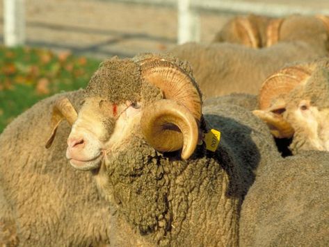 The first Rambouillet sheep arrived in 1786 thanks to Louis XIV in what was still only an experimental royal farm Sheep Breeds, Merino Sheep, Behavioral Science, National Symbols, Live Animals, National Treasure, Louis Xiv, Pet Health, Sheep