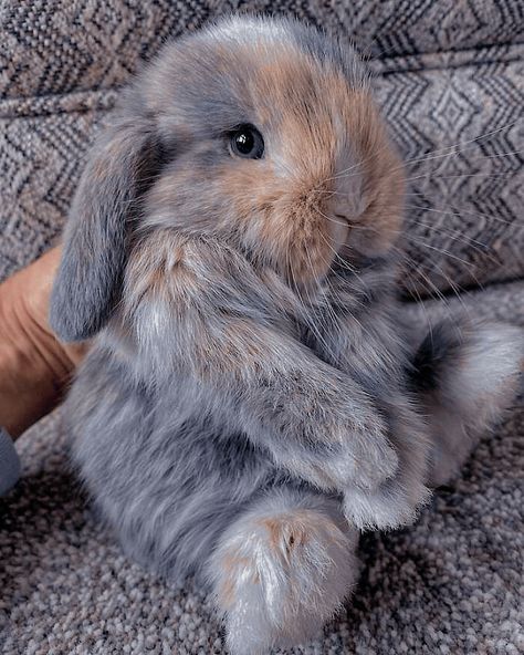 Mini Lop Bunnies, Mini Lop Rabbit, Gray Rabbit, Gray Bunny, Bunny Room, Pet Bunny Rabbits, Rabbit Life, Cutee Animals, Cute Bunny Pictures