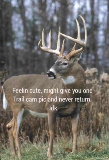 Deer Hunting Memes, Deer Hunting Quotes, Hunting Meme, Hunting Nails, Funny Hunting Pics, Hunting Quotes Funny, Deer Hunting Humor, Hunting Jokes, Southern Humor