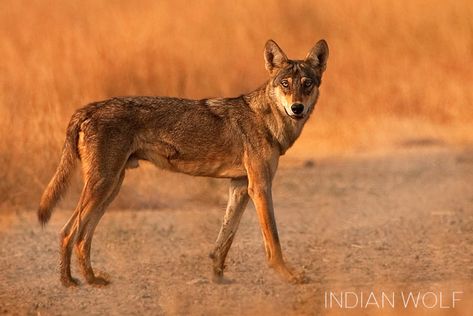 Iberian Wolf, Ethiopian Wolf, Golden Wolf, Indian Wolf, Wolf Poses, Maned Wolf, Sloth Bear, African Wild Dog, Raccoon Dog