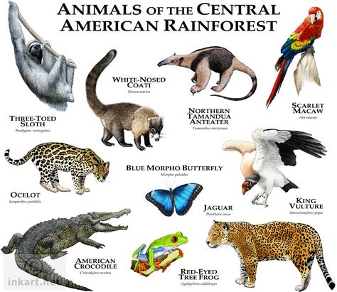 Animals of the Central American Rainforest | Fine art illust… | Flickr Illustration Of Animals, Animal Infographic, Animals Information, Fun Facts About Animals, Rainforest Animals, American Animals, Animal Study, Extinct Animals, Animal Habitats