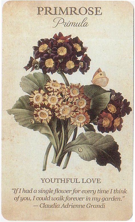 Flower Dictionary, Inspirational Affirmations, Victorian England, Secret Language, Magic Herbs, Stories To Tell, Flower Guide, Flower Meanings, Victorian Flowers